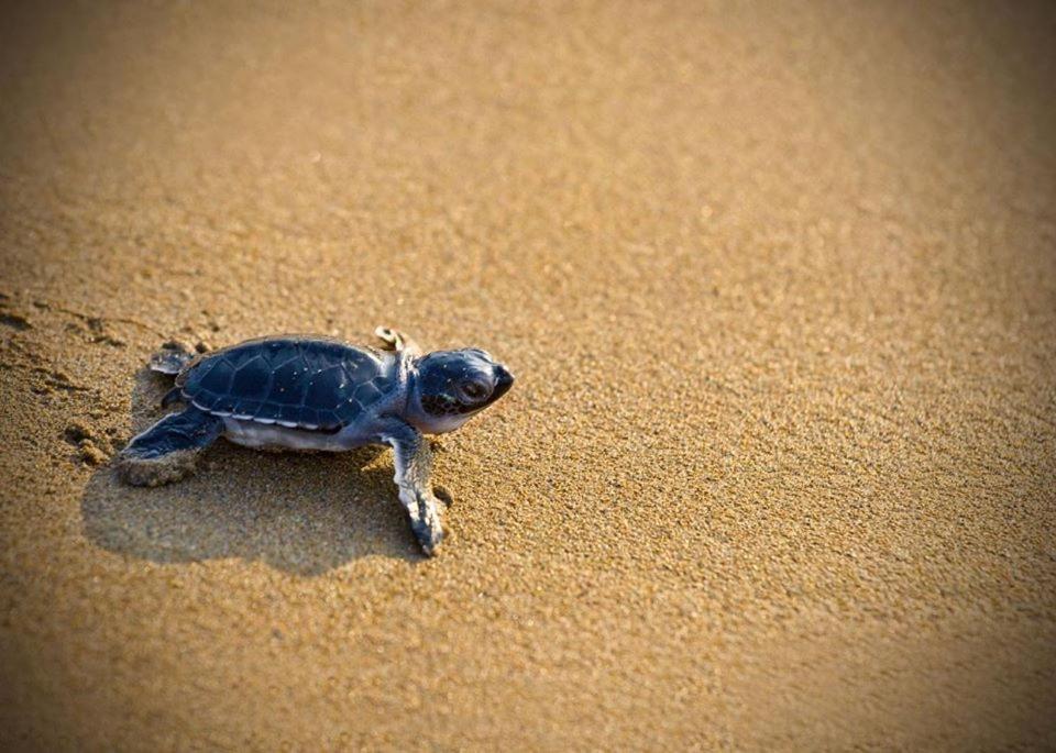 Cicirata Sea Beach - Sicilia Vacanza 阿沃拉 外观 照片